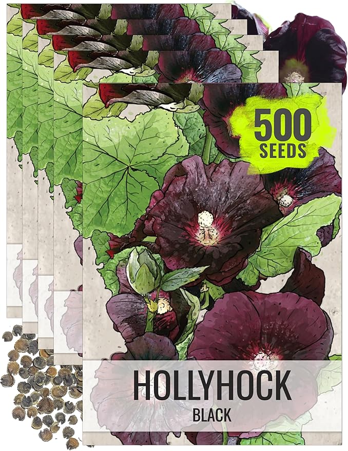 Seed Needs, Black Hollyhock Seeds - 100 Heirloom Seeds for Planting Alcea rosea - Great for Gothic Gardens, Open Pollinated Biennial that Attracts Pollinators (5 Packs)