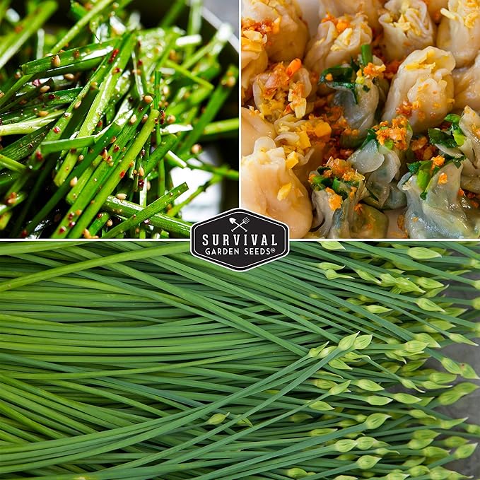 Chive Seed Collection - Common & Garlic Chives – 2 Packets of Non-GMO Heirloom Open-Pollinated Herb Seed Varieties to Plant in Your Vegetable Garden – Seed Saver Instructions - Survival Garden Seeds