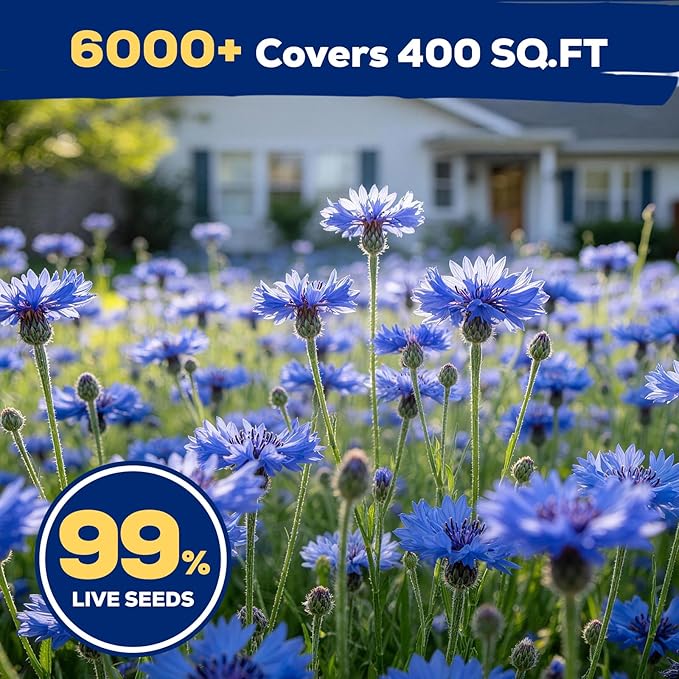 6000+ Cornflower Seeds Perennial for Planting – Blue Bachelor Button Seeds, Non-GMO Pollinator Friendly Flower Seeds for Outdoor Garden, Attract Bees & Butterflies