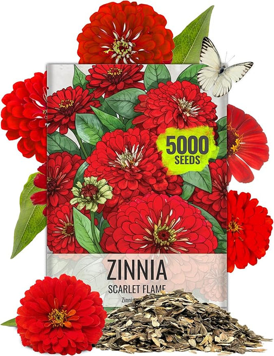 Seed Needs Zinnia Seeds Scarlet Flame Variety California Giant | 5,000+ Heirloom & Open Pollinated Seeds | Annual Cut Flowers Large Blooming | Bulk
