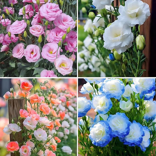 Mixed Lisianthus Seeds for Planting, 300pcs Perennial Lisianthus Flower Seeds, Non-GMO Eustoma Cut Flowers Beauty Home Garden Ornamental Plants for Outdoors Indoors