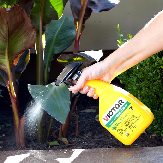 Victor Mouse and Rat Repellent Spray, 32 oz Bottle | Up to 67 Linear Feet Coverage, Natural Essential Oil Formula for Indoor & Outdoor Rodent Control, Ready to Use Pest Repellent