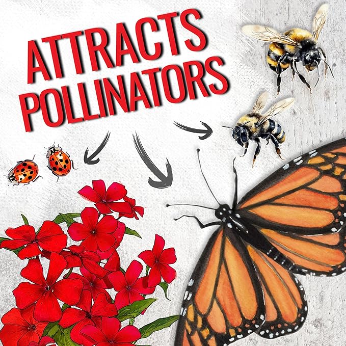 Seed Needs Phlox Seeds for Planting Red Drummond Phlox - Heirloom & Open Pollinated Annual Flowers to Attract Butterflies & Bees to a Butterfly Garden (2 Packs)