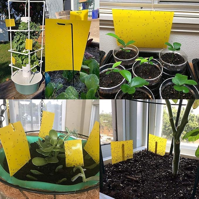 Kensizer 10-Pack Fruit Fly Trap, Yellow Sticky Gnat Trap Killer for Indoor/Outdoor Flying Plant Insect Like Fungus Gnat, Whiteflies, Aphids, Leaf Miners - 6x8 in, Twist Ties Included