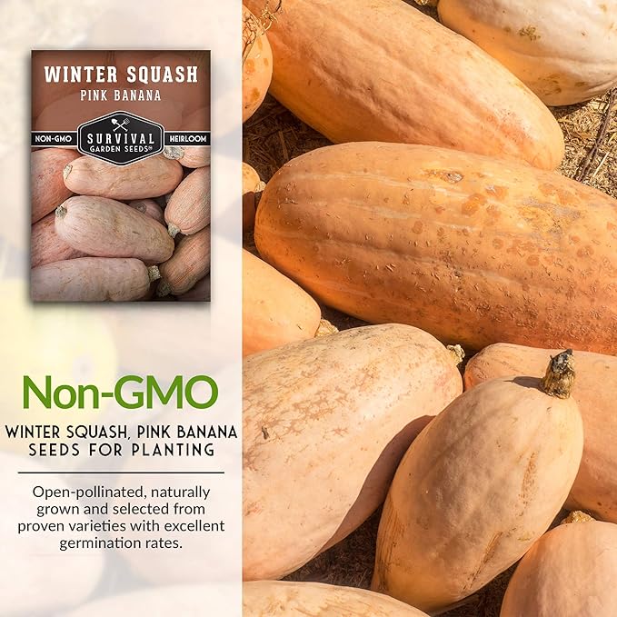 Pink Banana Winter Squash Seeds for Planting - Heirloom Non GMO Vegetable Seed - Extra Large, High Yield, Easy to Grow Unusual Variety - Survival Garden Seeds (3 Packs)