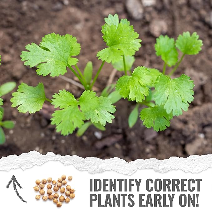 Seed Needs Cilantro Seeds for Planting Coriander Kitchen Herbs - Non-GMO Heirloom & Untreated - Grow a Home Grown Herb Garden Indoors or Outdoors (5 Packs)
