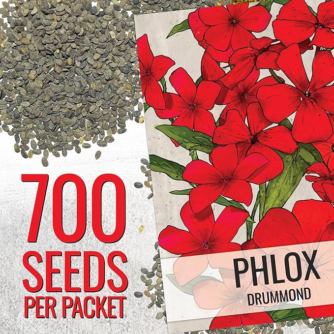 Seed Needs Phlox Seeds for Planting Red Drummond Phlox - Heirloom & Open Pollinated Annual Flowers to Attract Butterflies & Bees to a Butterfly Garden (2 Packs)