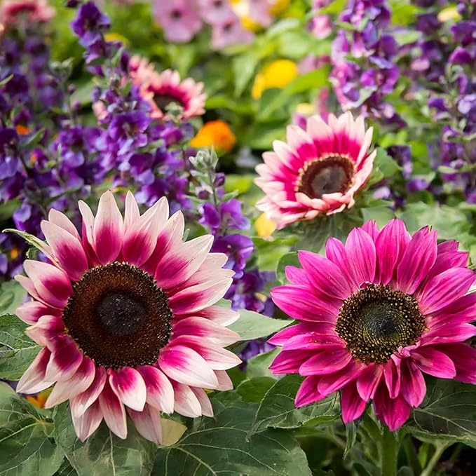 50pcs Rare Strawberry Pink Sunflower Seeds - Non-GMO, Heirloom Variety for Garden - Easy to Grow with Vibrant Pink Blooms