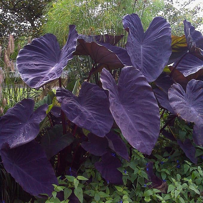 Garden State Bulb Premium Black Magic Elephant Ear Bulbs, 7/9 inches, Spring Planting (Bag of 4)