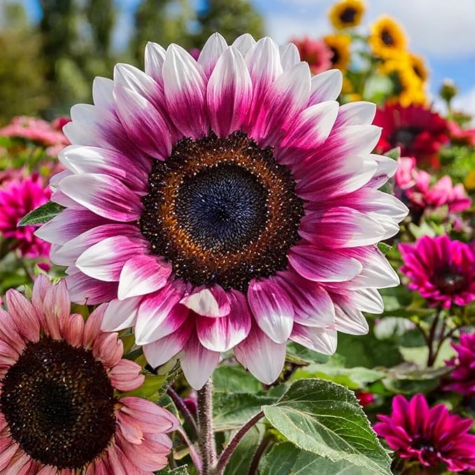 50pcs Rare Strawberry Pink Sunflower Seeds - Non-GMO, Heirloom Variety for Garden - Easy to Grow with Vibrant Pink Blooms