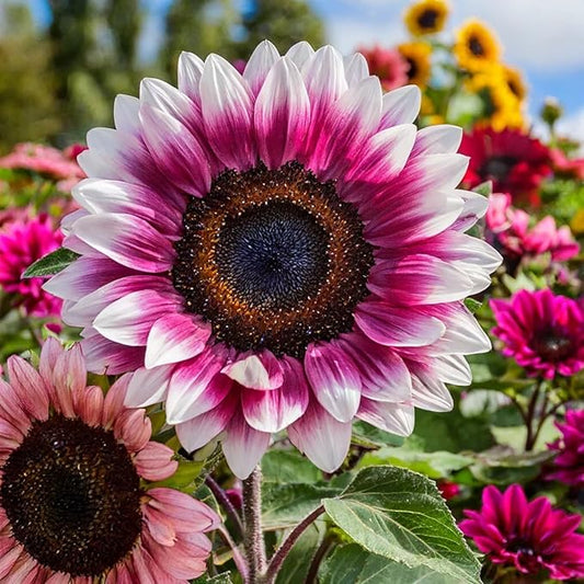 50pcs Rare Strawberry Pink Sunflower Seeds - Non-GMO, Heirloom Variety for Garden - Easy to Grow with Vibrant Pink Blooms