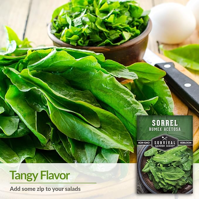 Sorrel Seeds for Planting - Large Leaf Garden Sorrel - Cool Weather Perennial Vegetable for Edible Leafy Greens - Heirloom Non GMO - Survival Garden Seeds (5 Packs)