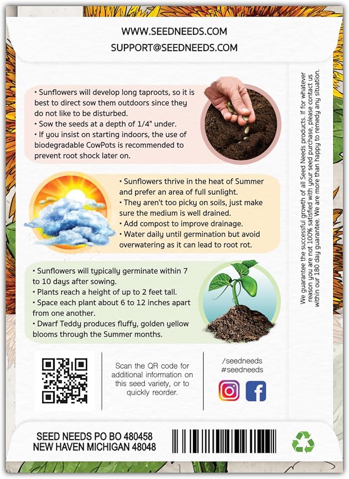 Seed Needs Dwarf Teddy Sunflower Seeds for Planting Dwarf Sungold Sunflowers - Heirloom & Open Pollinated Flower Seed to Plant a Butterfly Garden (1 Pack)
