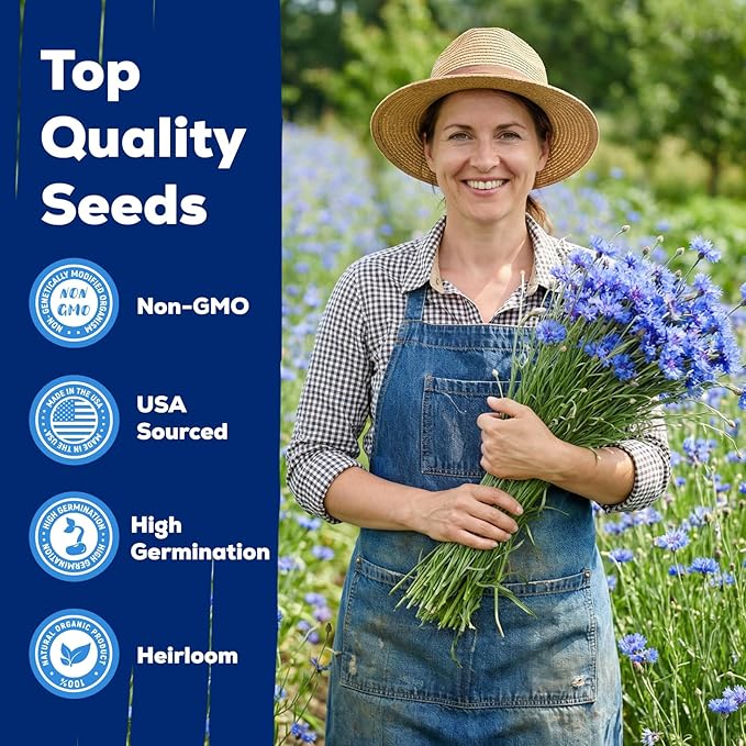 6000+ Cornflower Seeds Perennial for Planting – Blue Bachelor Button Seeds, Non-GMO Pollinator Friendly Flower Seeds for Outdoor Garden, Attract Bees & Butterflies