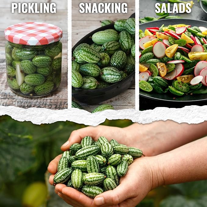Seed Needs Cucamelon Seeds for Planting Mexican Sour Gherkin Miniature Mouse Melons - Non-GMO Heirloom & Untreated - Grow a Home Grown Indoor Outdoor Vegetable Garden (2 Packs)