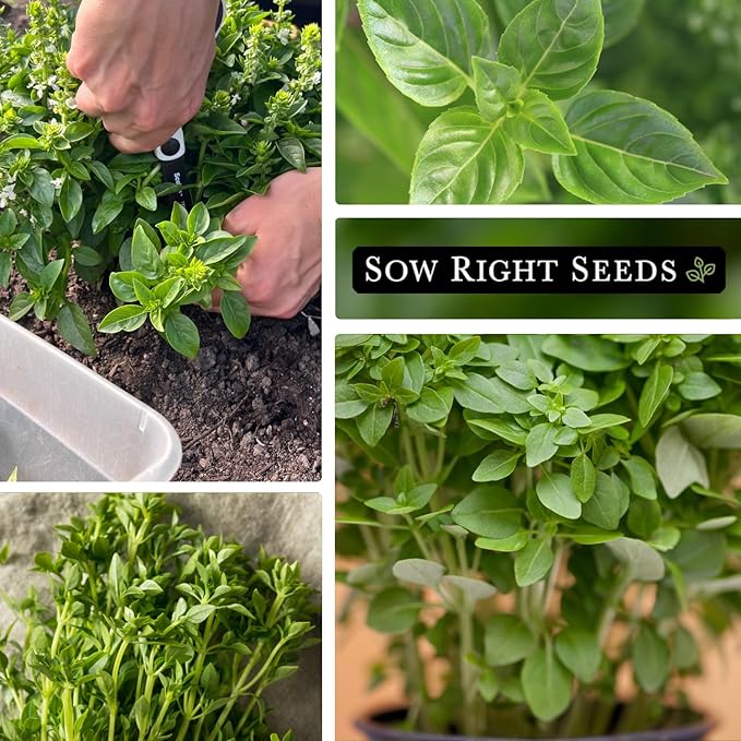 Sow Right Seeds - Greek Basil Seed for Planting - Non-GMO Heirloom Packet with Instructions for Easy Planting and Growing a Kitchen Herb Garden - Indoors & Outdoor - Small Leaved Dwarf Sweet Basil (3)