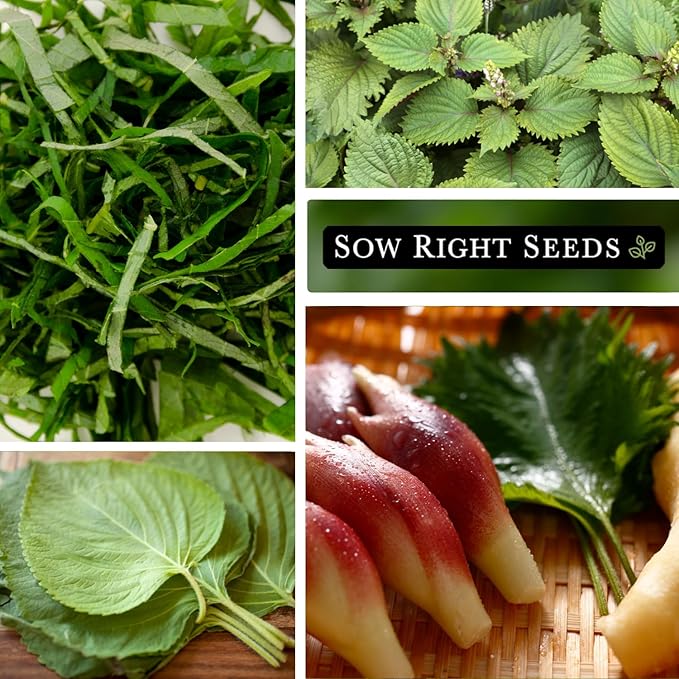 Sow Right Seeds - Green Shiso Seeds for Planting - Perilla Seeds Japanese Shiso - Non-GMO Heirloom Perilla Leaf - Ideal for Herb Gardens - Grow Flavorful Leaves for Asian Cuisine - Easy to Grow (1)