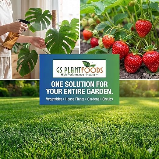GS Plant Foods Liquid Fish & Kelp Fertilizer (5 Gallons) – Organic Material Review Institute Listed Natural Plant Food for Home Gardens, and Vegetables