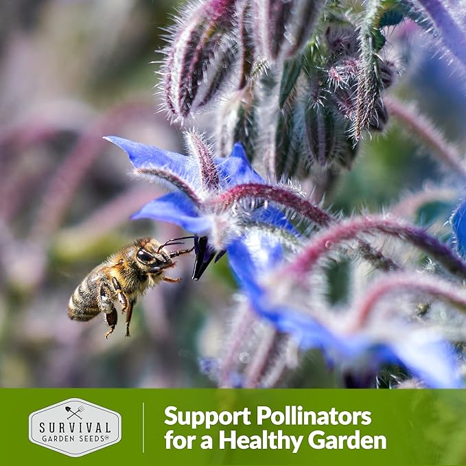 Survival Garden Seeds - Borage Seed for Planting - 2 Packs with Instructions to Plant and Grow Beautiful Medicinal Herb in Your Home Vegetable Garden - Non-GMO Heirloom Variety - Attracts Pollinators