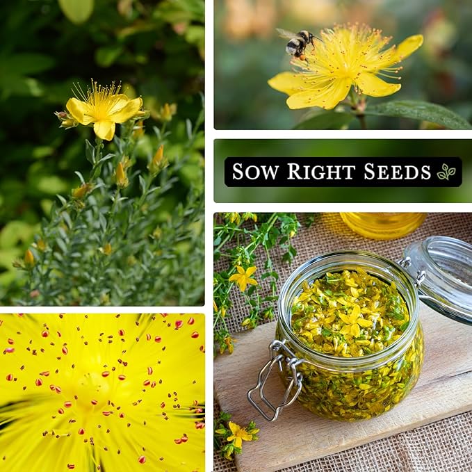 Sow Right Seeds - St John’s Wort Seeds for Planting - Non-GMO Heirloom Packet with Instructions to Plant & Grow an Outdoor or Indoor Herb Garden - Native Wildflower with Medicinal & Culinary Uses (1)