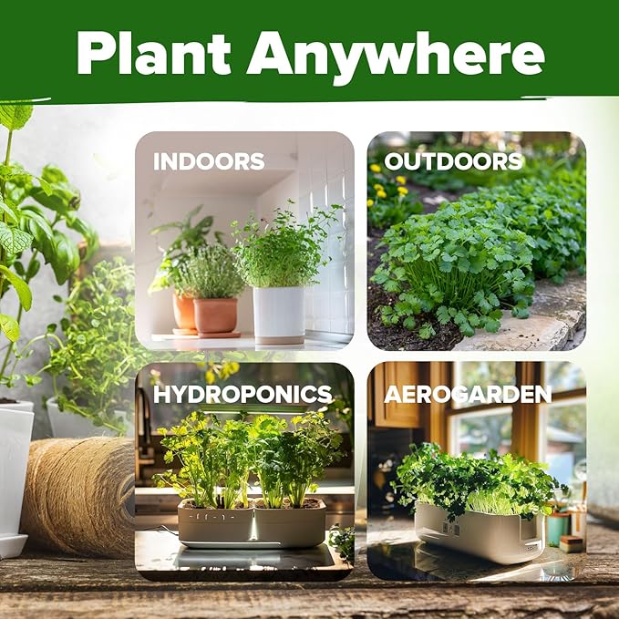 HOME GROWN Non GMO 500+ Cilantro Seeds (Fast Growing) Heirloom Coriander Seeds for Planting Indoors & Outdoors Santo Cilantro Herb for Kitchen Garden, High Germination