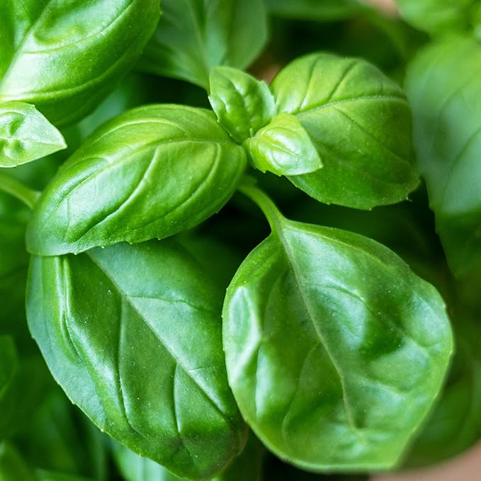 Seed Needs Sweet Genovese Basil Seeds for Planting - Non-GMO Heirloom & Untreated Culinary Herb Seed to Plant an Indoor or Outdoor Home Grown Kitchen Garden (1 Pack)