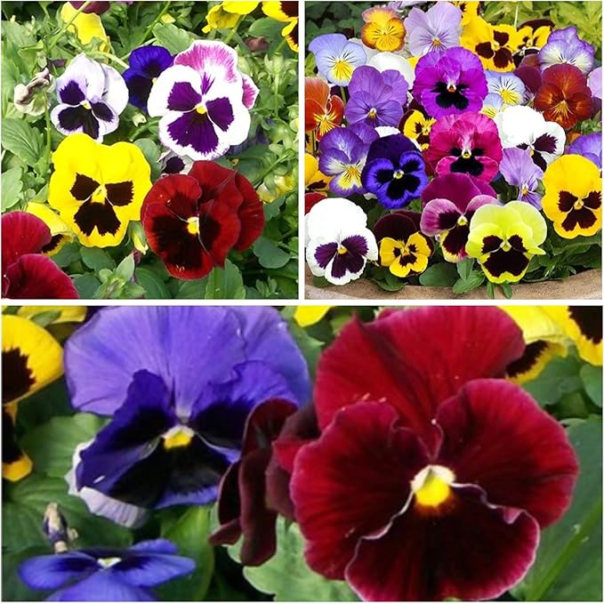 Seed Needs, Swiss Giants Pansy Seeds - 600 Heirloom Seeds for Planting Viola wittrockiana - Annual Edible Flowers that Attract Butterflies & Other Pollinators (5 Packs)