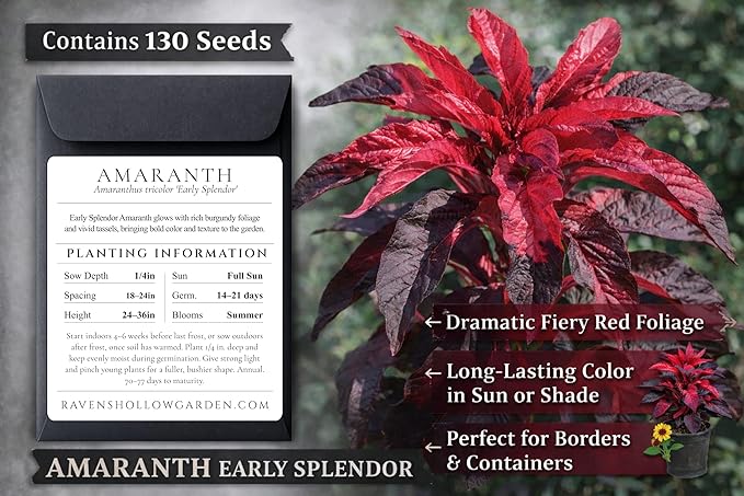 Gothic Garden Seed Collection, 6 Open-Pollinated Flower & Foliage Varieties