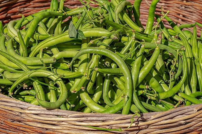 Set of 50 Premium Variety Herbs and Vegetables - Deluxe Garden Choices for Premium Gardening! (50 Variety Premium Garden Vegetable)