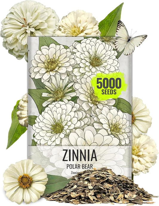 Seed Needs Zinnia Seeds Polar Bear White Variety Fast Blooming | 5,000+ Heirloom & Open Pollinated Seeds | Annual Cut Flowers Large Blooming | Bulk