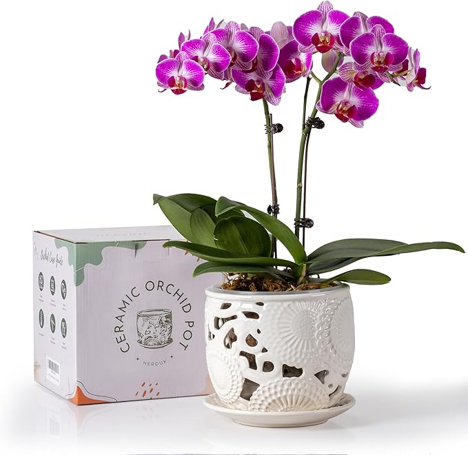 HERDUK Ceramic Orchid Pot, Orchid Pots with Drainage Holes & Saucer 6.5 Inch,Orchid Pot for Repotting Indoor, Orchid Containers with Precise Aeration & Drainage