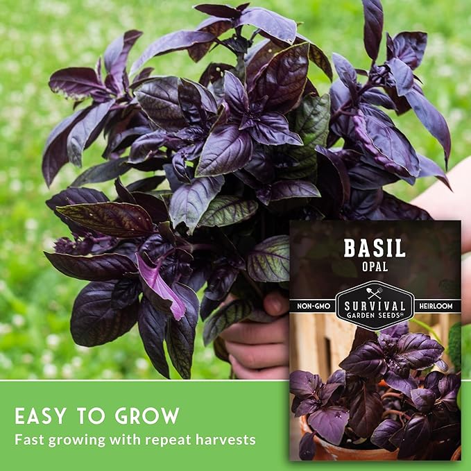 Opal Basil Seeds for Planting - Dark Opal Basil with Purple Leaves - Unique Herb Seed Variety - Heirloom, Non-GMO Herbs for Home Gardens - Survival Garden Seeds (3 Pack)