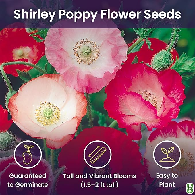 Shirley Poppy Seeds for Planting - 50,000 Fresh Poppy Flower Seeds - Wildflower Seeds to Plant Outside - Re-Seeding Annual - Pet Friendly - Grown in The USA