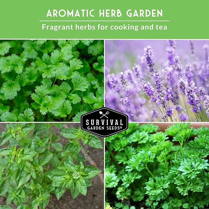 Aromatic Herb Garden Variety Pack – 5 Popular Types of Heirloom Herb Seeds – Spearmint, Lavender, Basil, Parsley, & Cilantro – Indoor, Outdoor Pollinator-Friendly - Survival Garden Seeds