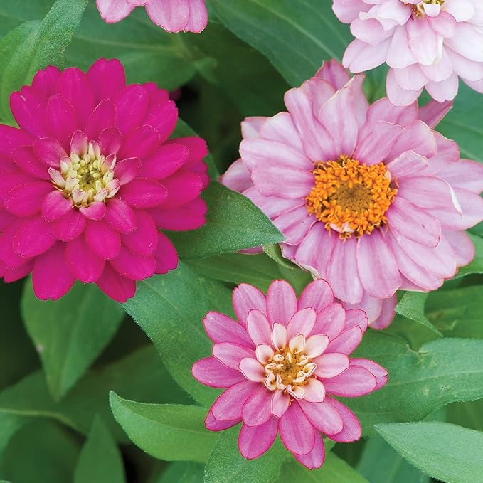 Burpee 'Exquisite' Zinnia Flower Seeds - 500mg Non-GMO Seed Packet for Home Gardening - Heirloom, Double Bloom Pink/Red/White Garden Seeds, Easy Grow Annual Flower