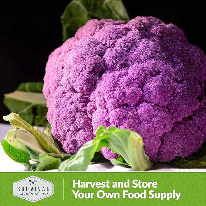 Purple Cauliflower Seeds for Planting – Violetto di Sicilia – Heirloom Italian Cauliflower Variety Producing Deep Violet Heads - Non-GMO, Open-Pollinated - Survival Garden Seeds (1 Pack)