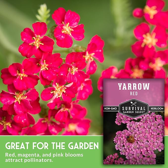 Red or Pink Yarrow Seeds for Planting – Heirloom Medicinal Herb & Perennial Flower Seeds, Pollinator Friendly Blooms for Cottage & Wildflower Gardens - Survival Garden Seeds (3 Packs)