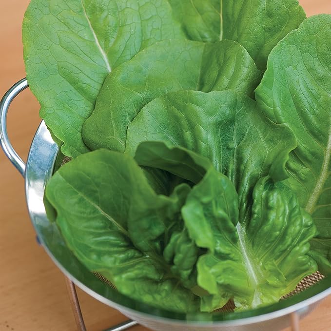 Burpee 'Little Caesar' Lettuce Seeds - 680mg Non-GMO Lettuce Head Seeds - Burpee Exclusive, Heirloom, Container Friendly, Vegetable Garden Planting, Easy Grow Lettuce (Lettuce, Little Caesar)