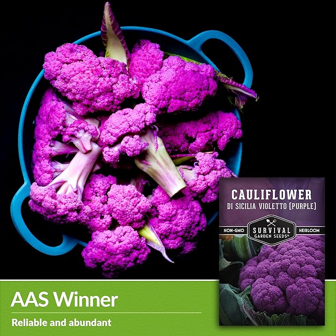 Purple Cauliflower Seeds for Planting – Violetto di Sicilia – Heirloom Italian Cauliflower Variety Producing Deep Violet Heads - Non-GMO, Open-Pollinated - Survival Garden Seeds (2 Packs)