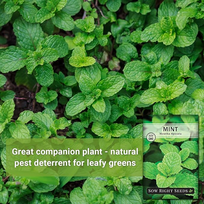 Sow Right Seeds - Mint Seed for Planting - Non-GMO Heirloom Packet with Instructions to Plant an Herbal Tea Garden - Indoors or Outdoor - Perennial and Fragrant - Hydroponics and Kitchen Gardening (3)