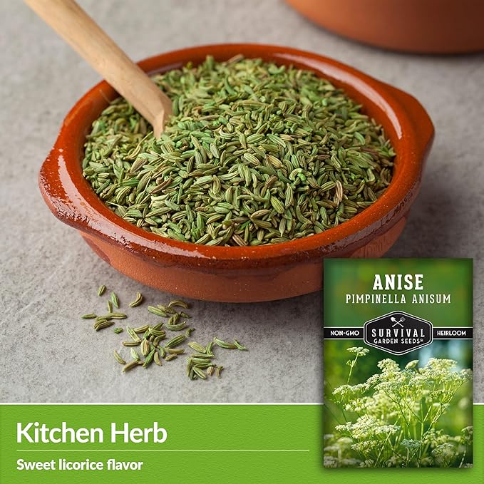 Anise Seeds for Planting - Sweet Anise Herb (Pimpinella anisum) - Culinary and Tea Garden Variety, Heirloom Non GMO - Survival Garden Seeds (2 Pack)