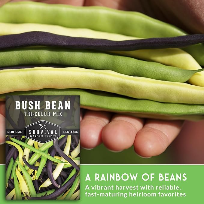 Tri Color Blend Bush Bean Seeds for Planting - Mix of Green, Yellow Wax, & Purple Beans with Stringless Pods - 3 Non-GMO Heirloom High Yield Varieties - Survival Garden Seeds (3 Packs)