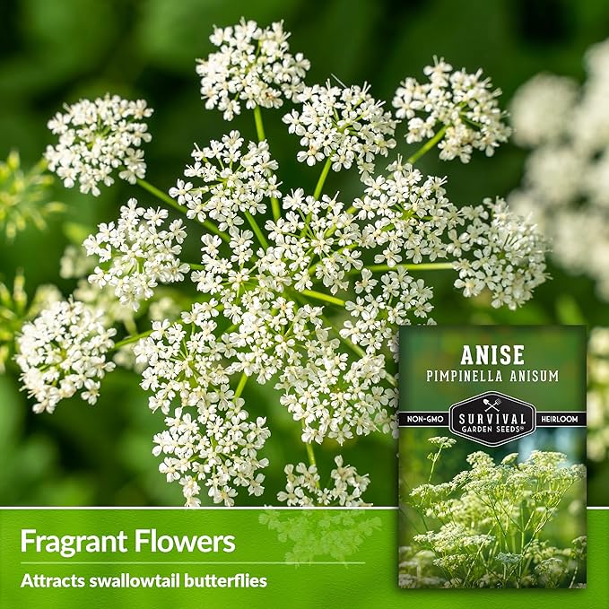 Anise Seeds for Planting - Sweet Anise Herb (Pimpinella anisum) - Culinary and Tea Garden Variety, Heirloom Non GMO - Survival Garden Seeds (1 Pack)