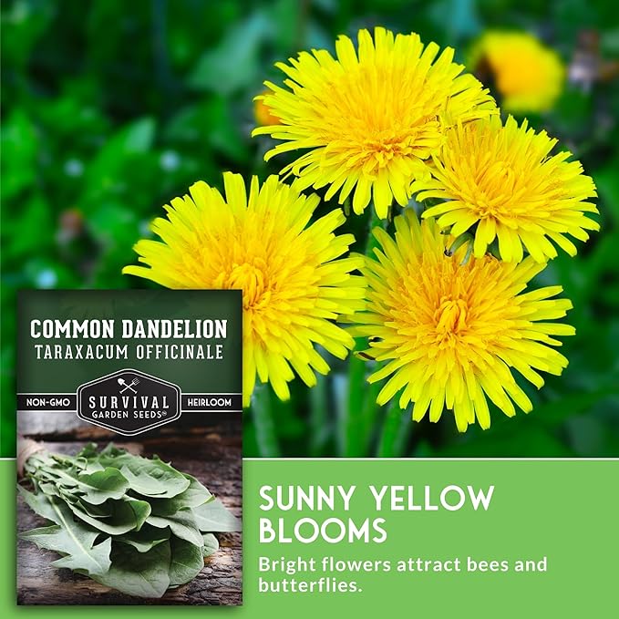 Survival Garden Seeds Common Dandelion Seed - 3 Packets with Instructions to Plant & Grow Nutritious Medicinal Plants & Leafy Greens in Your Home Herb or Vegetable Garden - Non-GMO Heirloom Variety