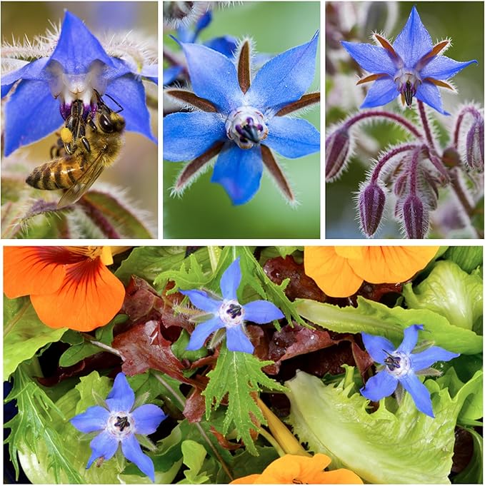 Seed Needs Borage Seeds for Planting Blue Star Flowers - Heirloom Non-GMO & Untreated - Plant a Home Grown Flowering Herb Garden Attract Bees, Butterflies & Other Pollinators (1 Pack)