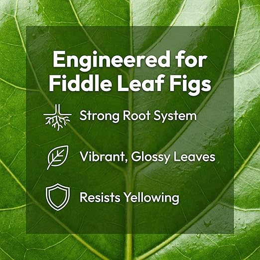 10oz Fiddle Leaf Fig Fertilizer Liquid - Organic Microbial Probiotic Plant Food for Ficus Lyrata - Promotes Roots & Greener Leaves