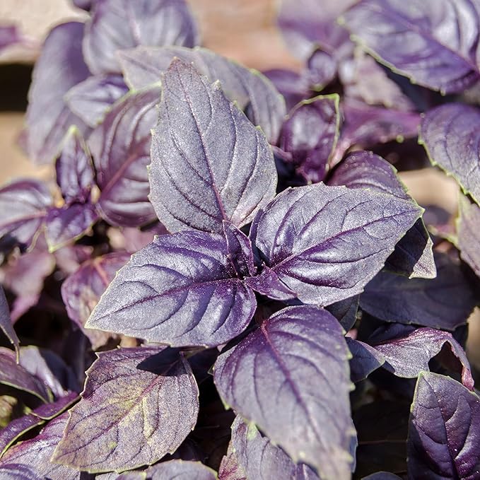 Seed Needs Genovese Basil/Dark Opal Basil Seeds for Planting Fresh Kitchen Herbs - Non-GMO Heirloom & Untreated Annual Herb Seed to Plant a Culinary Garden Indoors or Outdoors (2 Pack Duo)