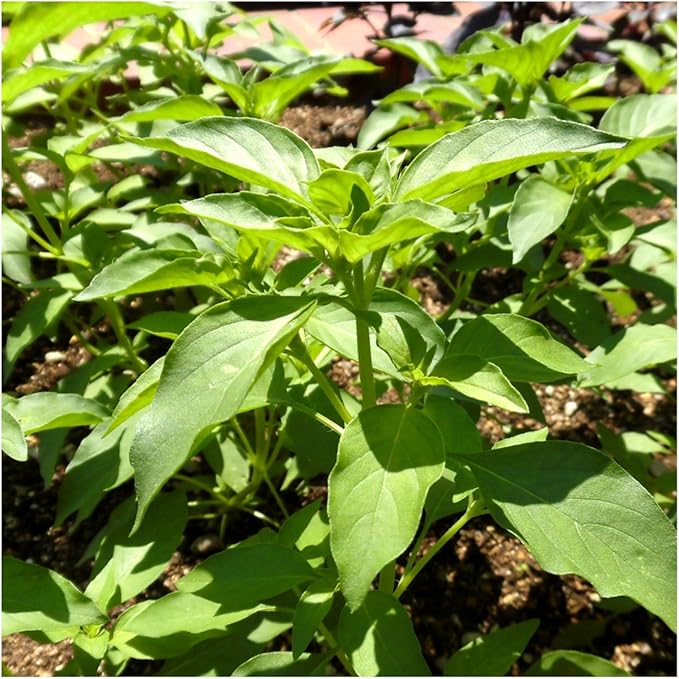 Seed Needs Lime Basil Seeds for Planting - Non-GMO Heirloom & Untreated Culinary Herb Seed to Plant an Indoor or Outdoor Home Grown Kitchen Garden (2 Packs)