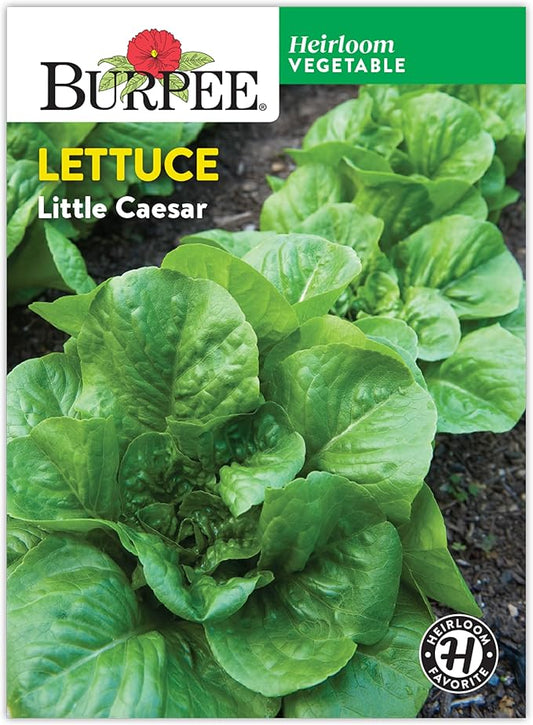 Burpee 'Little Caesar' Lettuce Seeds - 680mg Non-GMO Lettuce Head Seeds - Burpee Exclusive, Heirloom, Container Friendly, Vegetable Garden Planting, Easy Grow Lettuce (Lettuce, Little Caesar)