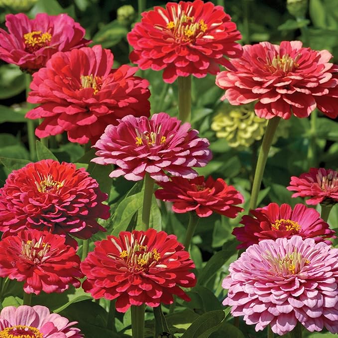 Burpee 'Exquisite' Zinnia Flower Seeds - 500mg Non-GMO Seed Packet for Home Gardening - Heirloom, Double Bloom Pink/Red/White Garden Seeds, Easy Grow Annual Flower